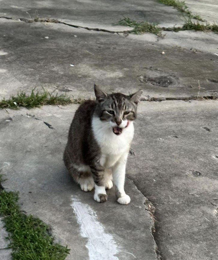 Harper, a brown tabby and white cat, sitting on a concrete walkway mid-meow