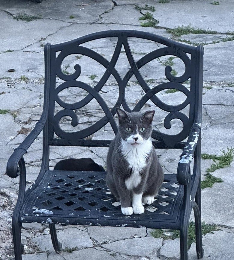 Jack, a grey and white cat, sitting upright on a black wrought-iron patio chair