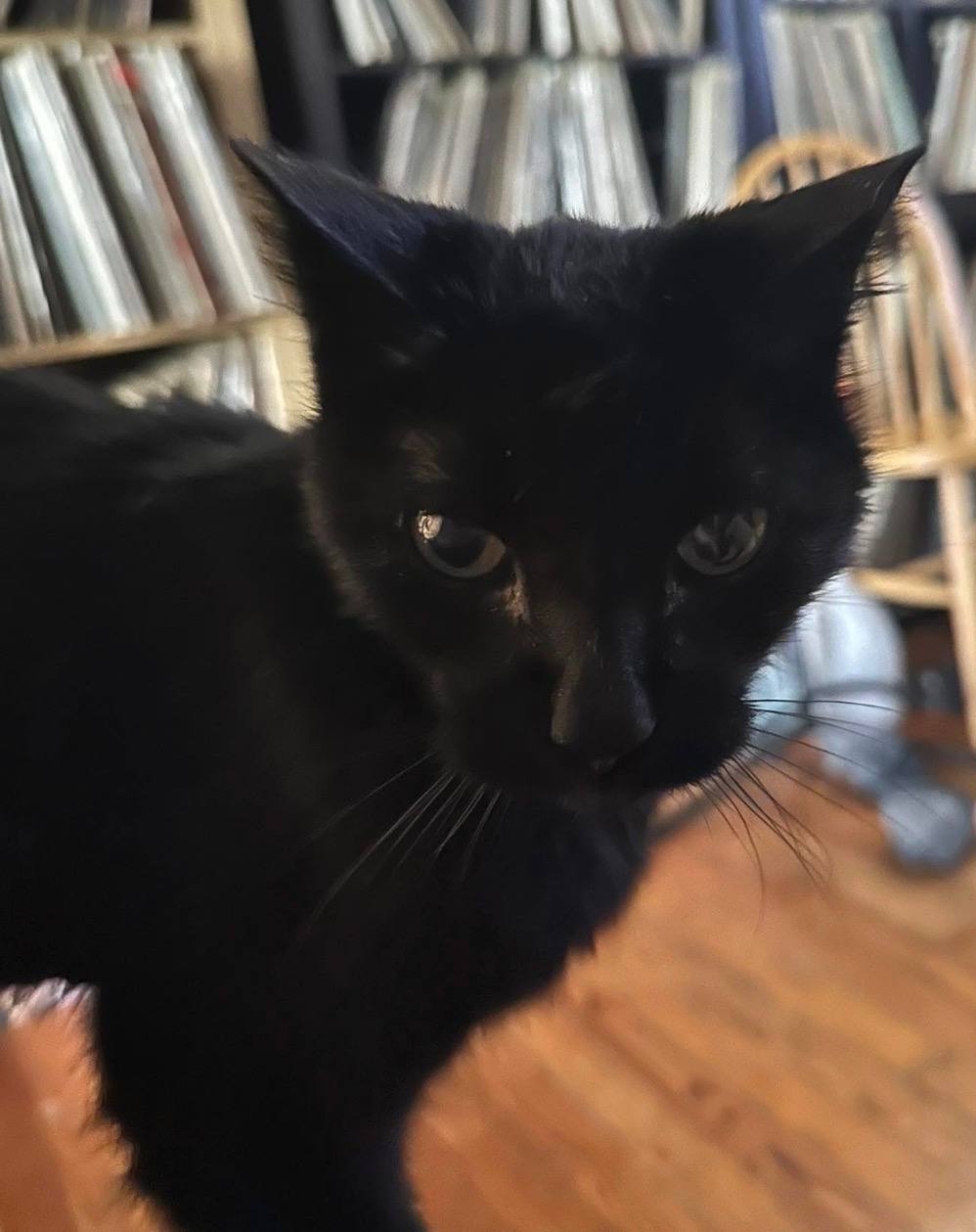 Rufus, a black cat, looking toward the camera indoors in front of a shelf of records