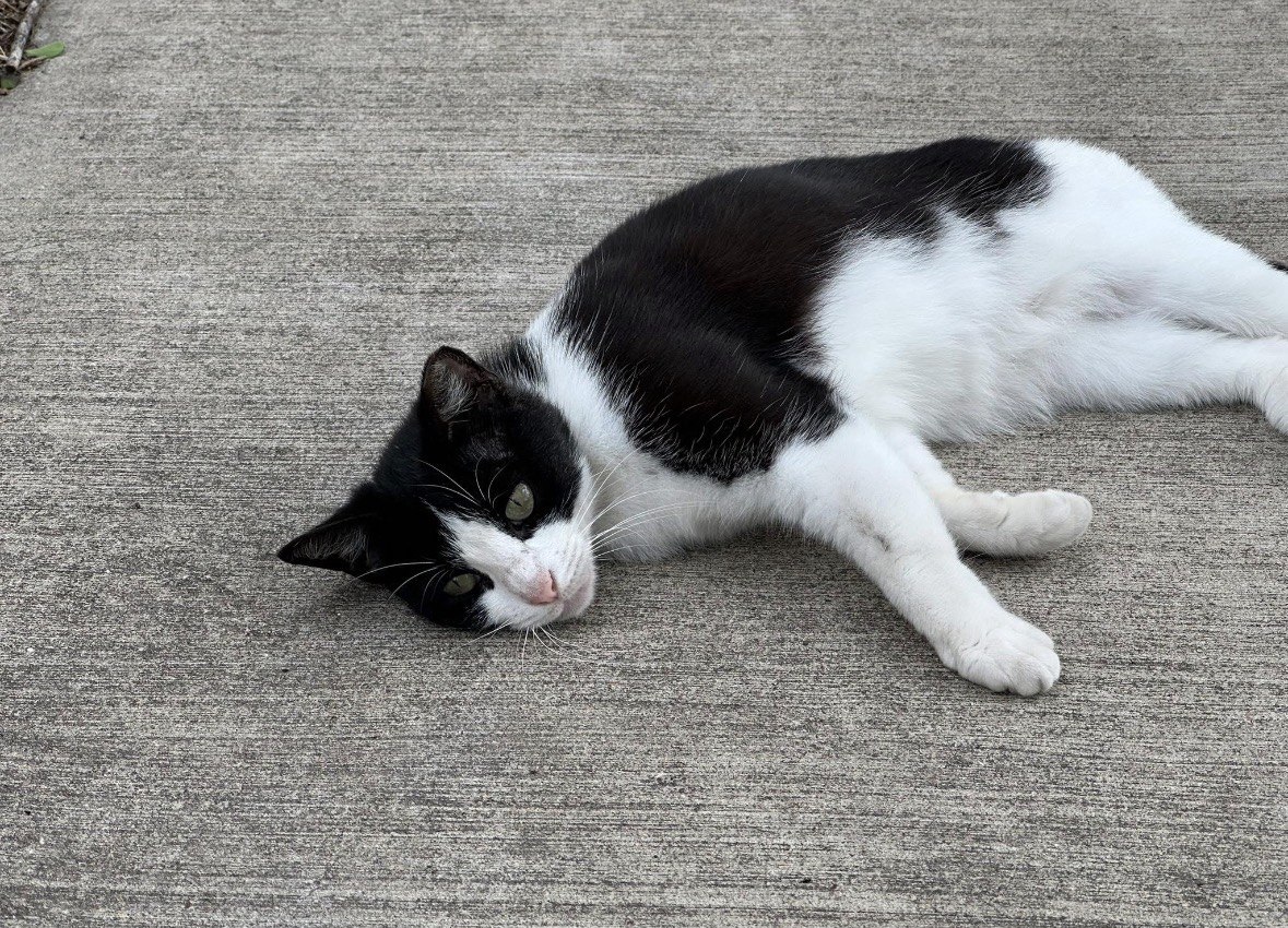 Zeppo, a black and white cat, stretched out on her side on warm concrete