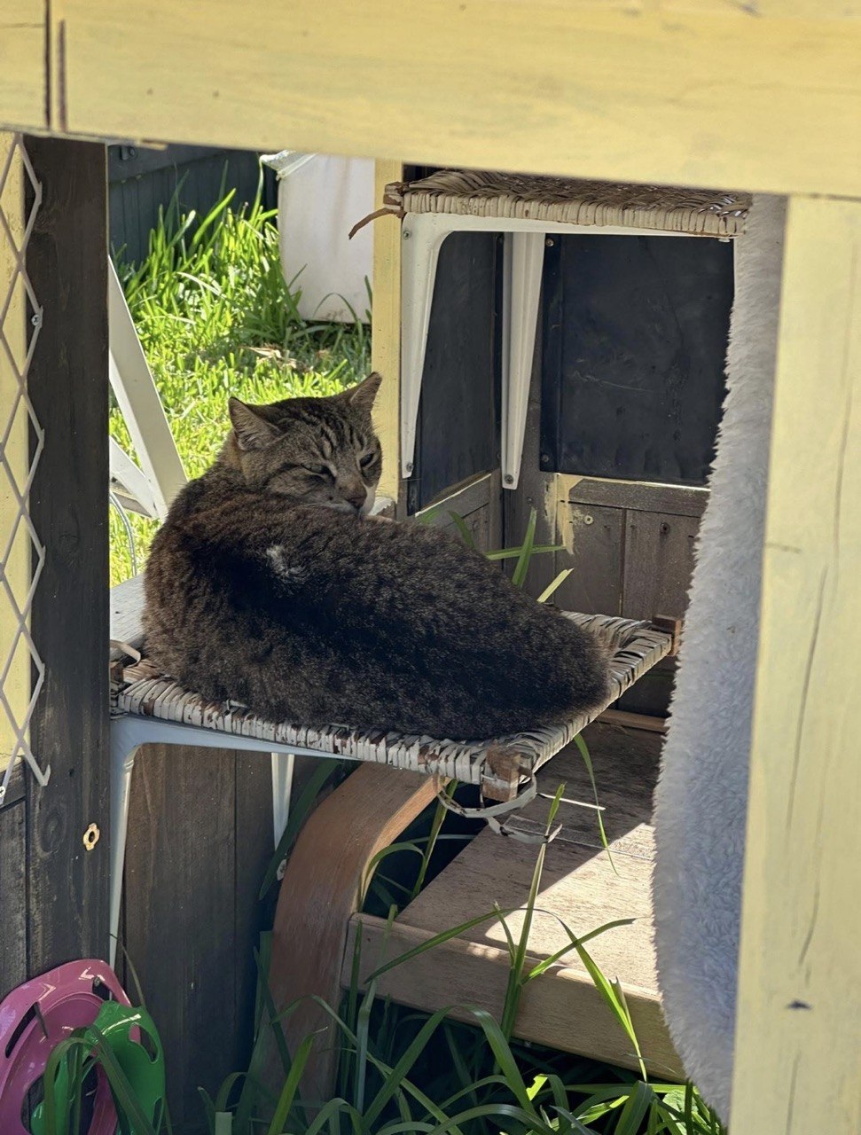 A tabby cat lounging on a wicker shelf inside the cat cottage