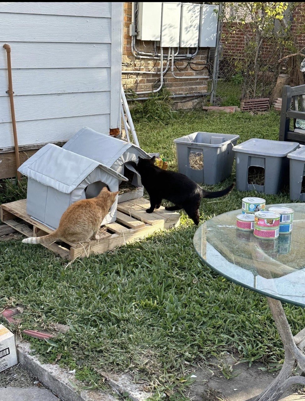 Insulated fabric cat houses on a wooden pallet and plastic tote shelters lined with straw, with an orange cat and a black cat investigating